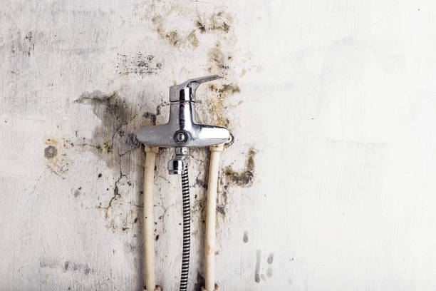 Best Residential Mold Removal  in Vinita Park, MO